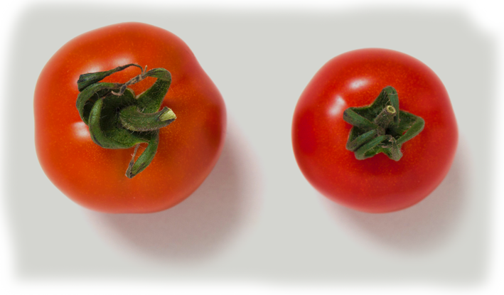 02_yasai_tomato_01